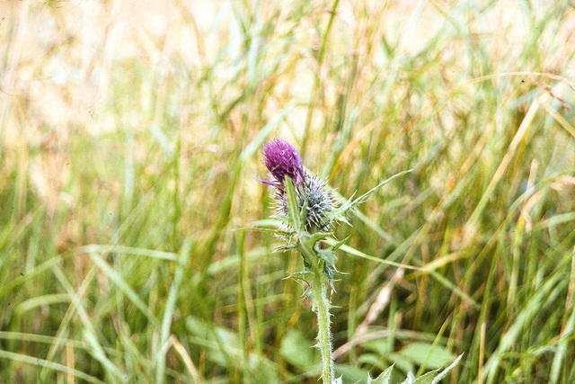 Schottische Distel