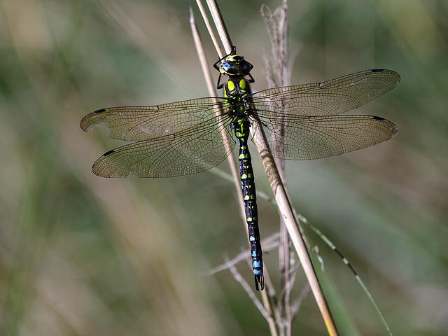 Libelle