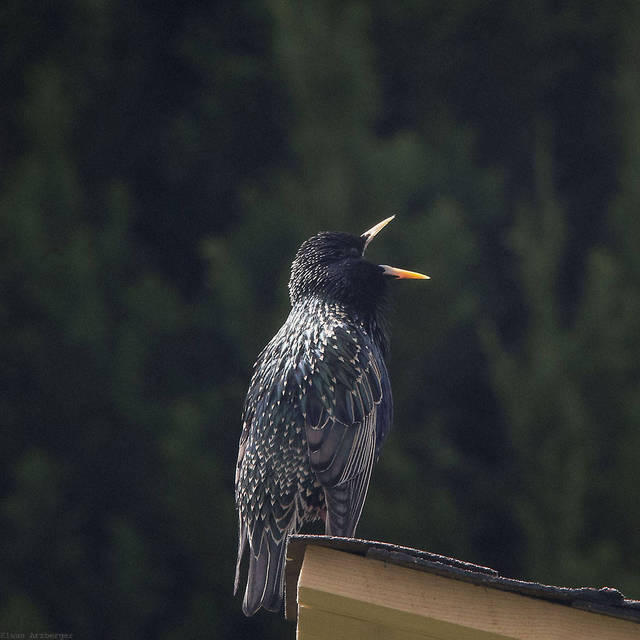 4 Ein Star in unserem Garten