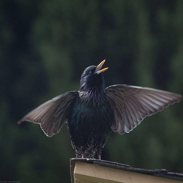 8 Ein Star in unserem Garten