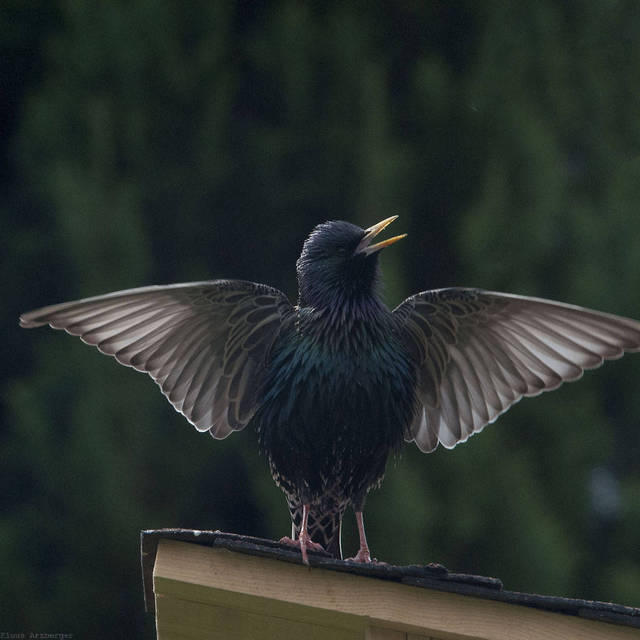 9 Ein Star in unserem Garten