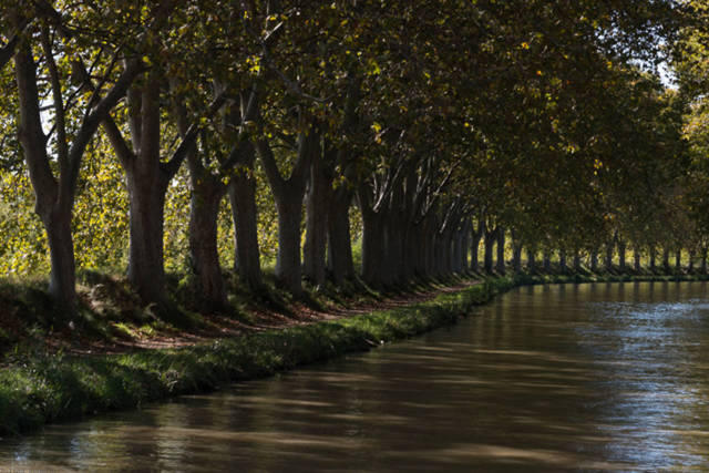 Plantanen-Allee am Canal du Midi