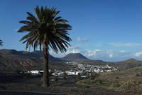 Lanzarote 1000 Palmen